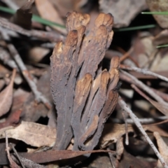Unidentified Coralloid fungus, markedly branched (TBC) at Acton, ACT - 26 Jun 2022 by TimL