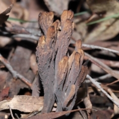 Clavulina cinerea/vinaceocervina at Acton, ACT - suppressed