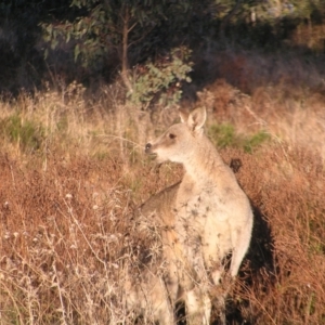 Macropus giganteus at Garran, ACT - 26 Jun 2022 08:02 AM