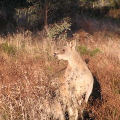Macropus giganteus (Eastern Grey Kangaroo) at Garran, ACT - 25 Jun 2022 by MatthewFrawley