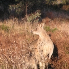 Macropus giganteus (Eastern Grey Kangaroo) at Red Hill Nature Reserve - 25 Jun 2022 by MatthewFrawley