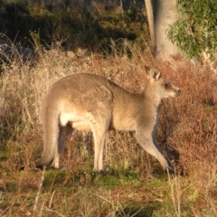 Macropus giganteus at Garran, ACT - 26 Jun 2022 08:02 AM