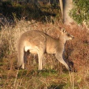 Macropus giganteus at Garran, ACT - 26 Jun 2022 08:02 AM