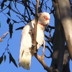 Cacatua tenuirostris (Long-billed Corella) at Red Hill Nature Reserve - 25 Jun 2022 by MatthewFrawley