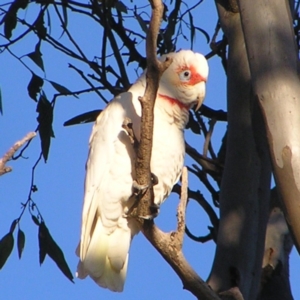 Cacatua tenuirostris at Garran, ACT - 26 Jun 2022 07:59 AM