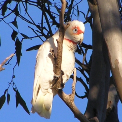 Cacatua tenuirostris (Long-billed Corella) at Garran, ACT - 25 Jun 2022 by MatthewFrawley