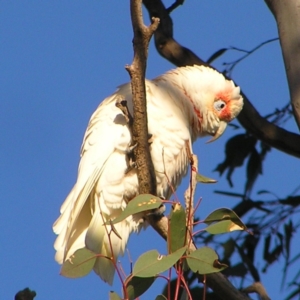 Cacatua tenuirostris at Garran, ACT - 26 Jun 2022 07:59 AM