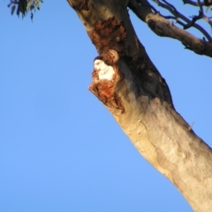 Cacatua tenuirostris at Garran, ACT - 26 Jun 2022 07:59 AM