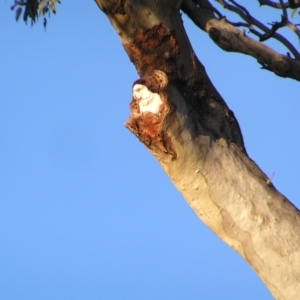 Cacatua tenuirostris at Garran, ACT - 26 Jun 2022