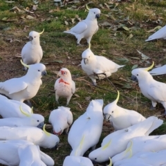 Cacatua tenuirostris (Long-billed Corella) at Hawker, ACT - 26 Jun 2022 by Ormaylo