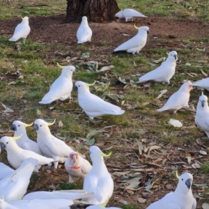 Cacatua tenuirostris at Hawker, ACT - 26 Jun 2022