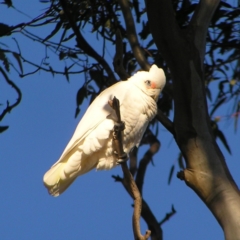 Cacatua sanguinea (Little Corella) at Garran, ACT - 26 Jun 2022 by MatthewFrawley