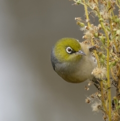 Zosterops lateralis (Silvereye) at Mount Ainslie - 23 Jun 2022 by trevsci