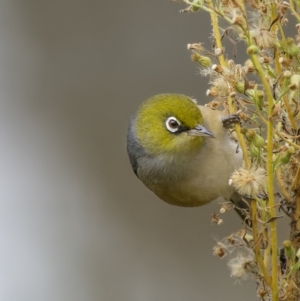 Zosterops lateralis at Pialligo, ACT - 23 Jun 2022