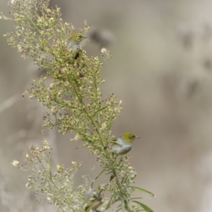 Zosterops lateralis at Pialligo, ACT - 23 Jun 2022