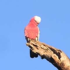 Eolophus roseicapilla (Galah) at Garran, ACT - 26 Jun 2022 by MatthewFrawley