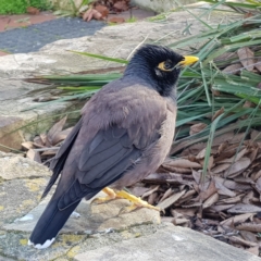 Acridotheres tristis (Common Myna) at Kambah, ACT - 26 Jun 2022 by MatthewFrawley