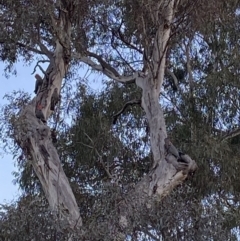 Callocephalon fimbriatum (Gang-gang Cockatoo) at Red Hill Nature Reserve - 26 Jun 2022 by Binny