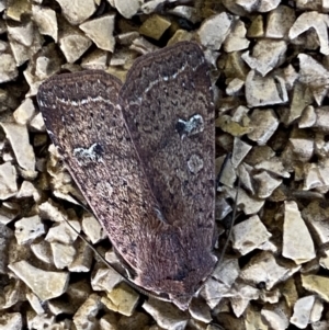 Diarsia intermixta at Molonglo Valley, ACT - 26 Jun 2022