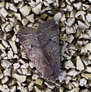 Diarsia intermixta at Molonglo Valley, ACT - 26 Jun 2022