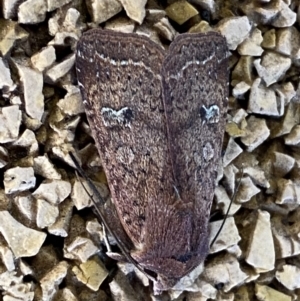 Diarsia intermixta at Molonglo Valley, ACT - 26 Jun 2022