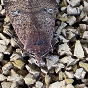 Diarsia intermixta at Molonglo Valley, ACT - 26 Jun 2022