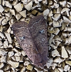 Diarsia intermixta at Molonglo Valley, ACT - 26 Jun 2022