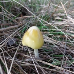 Unverified Fungus at Wirlinga, NSW - 26 Jun 2022 by RobCook