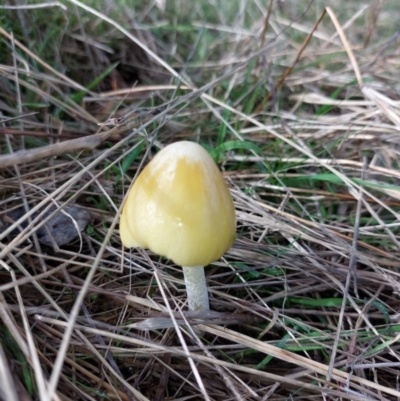 Unidentified Fungus at Albury - 26 Jun 2022 by RobCook