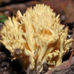 Ramaria sp. at Acton, ACT - 26 Jun 2022 10:23 AM