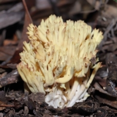 Ramaria sp. at Acton, ACT - 26 Jun 2022