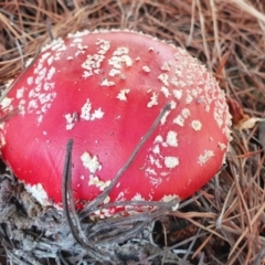 Amanita muscaria (Fly Agaric) at Yass River, NSW - 26 Jun 2022 by SenexRugosus