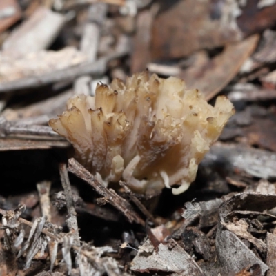 Clavulina sp. (A coral fungus) at Acton, ACT - 26 Jun 2022 by TimL