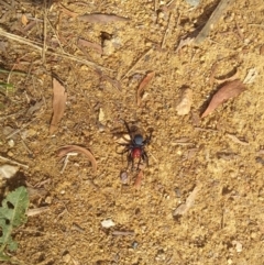 Missulena occatoria (Red-headed Mouse Spider) at QPRC LGA - 7 Jun 2022 by jcsiesta