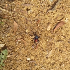 Missulena occatoria (Red-headed Mouse Spider) at Mount Jerrabomberra QP - 7 Jun 2022 by jcsiesta