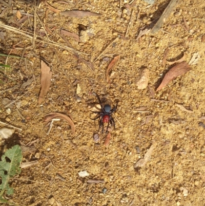 Missulena occatoria (Red-headed Mouse Spider) at QPRC LGA - 7 Jun 2022 by jcsiesta