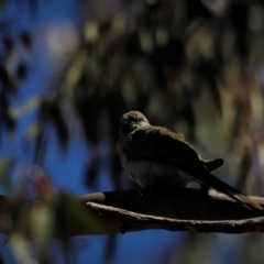 Psephotus haematonotus (Red-rumped Parrot) at Lake Ginninderra - 17 Nov 2019 by JimL