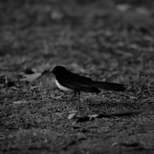 Rhipidura leucophrys at Belconnen, ACT - 17 Nov 2019 02:44 PM