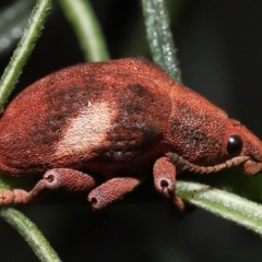 Gonipterus pulverulentus at Acton, ACT - 26 Jun 2022