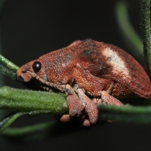 Gonipterus pulverulentus at Acton, ACT - 26 Jun 2022