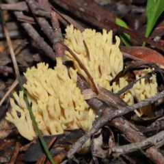 Ramaria sp. (A Coral fungus) at Acton, ACT - 26 Jun 2022 by TimL