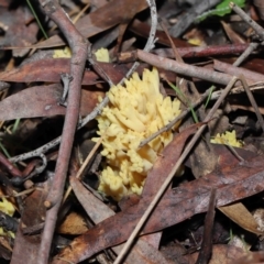 Ramaria sp. at Acton, ACT - 26 Jun 2022