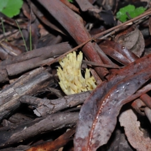 Ramaria sp. at Acton, ACT - 26 Jun 2022 10:24 AM