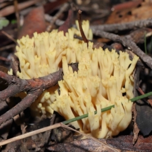 Ramaria sp. at Acton, ACT - 26 Jun 2022 10:24 AM