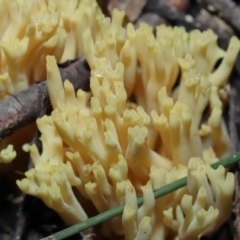 Ramaria sp. at Acton, ACT - 26 Jun 2022 10:24 AM