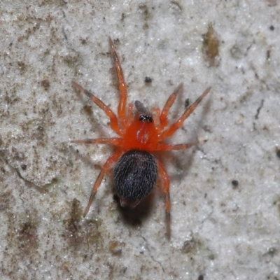 Nicodamidae (family) (Red and Black Spider) at Acton, ACT - 24 Jun 2022 by TimL