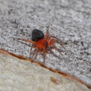 Nicodamidae (family) at Acton, ACT - 24 Jun 2022