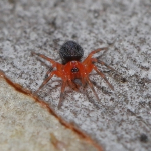 Nicodamidae (family) at Acton, ACT - 24 Jun 2022