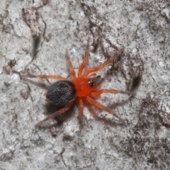 Nicodamidae (family) at Acton, ACT - 24 Jun 2022