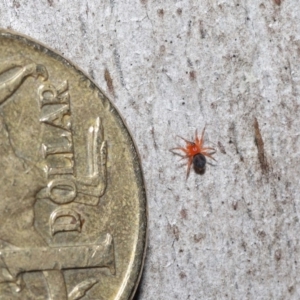 Nicodamidae (family) at Acton, ACT - 24 Jun 2022